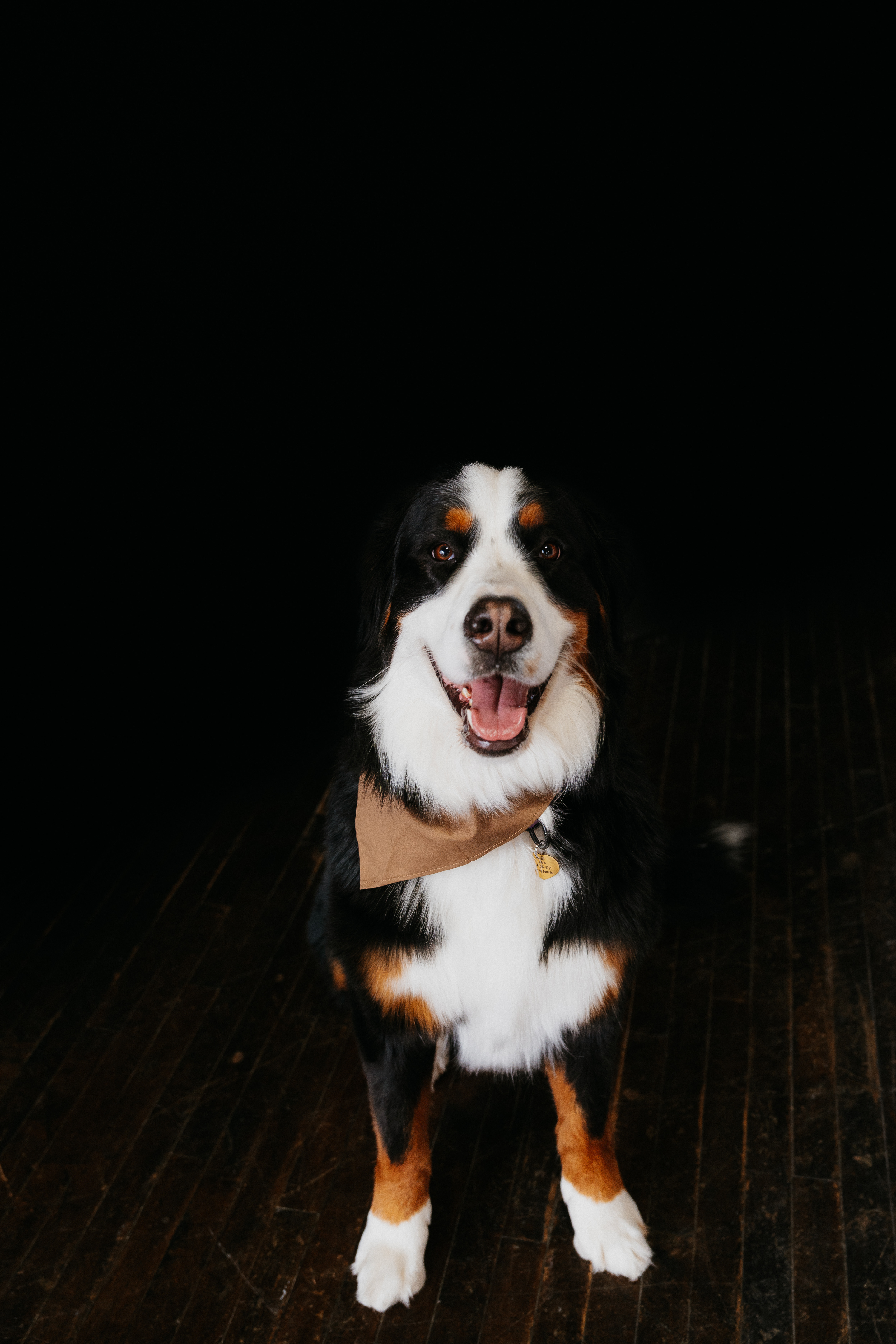 Sadie, Bernese Mountain Dog